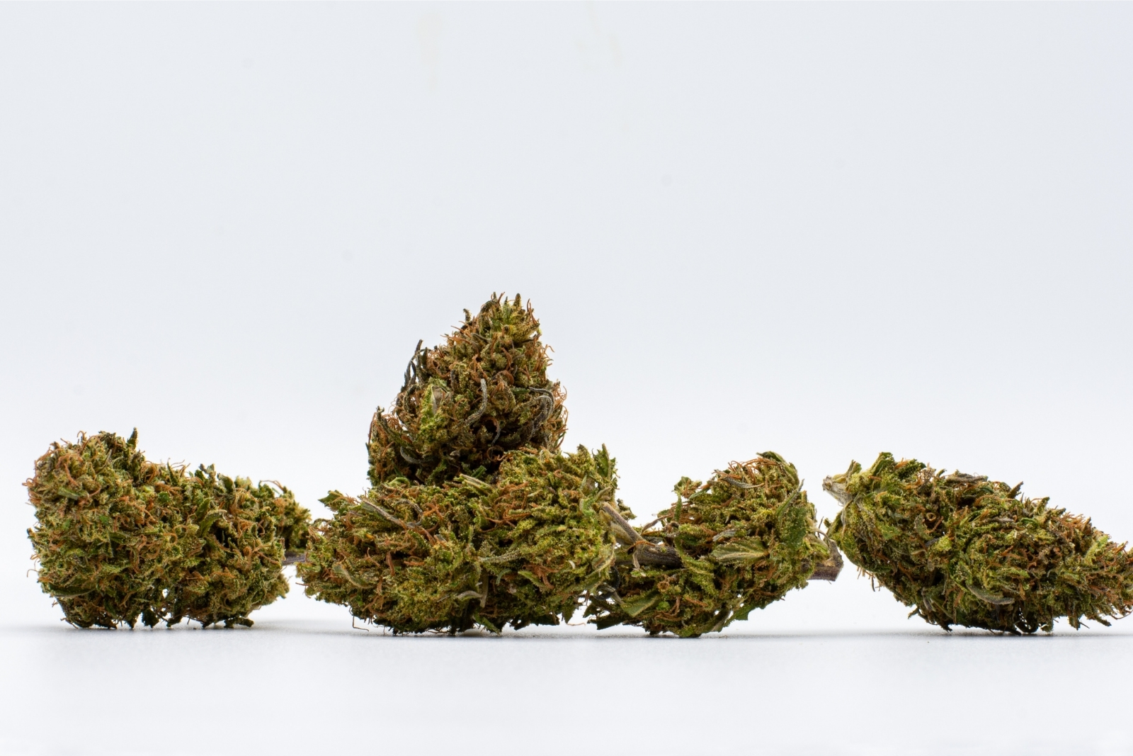 What is the ACDC Strain?