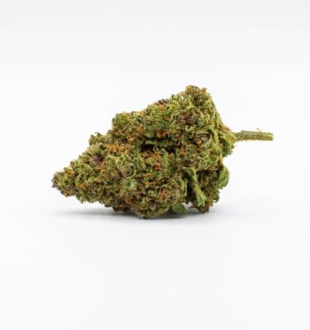 1 Pink Panther hemp flower bud laying down on a white background.