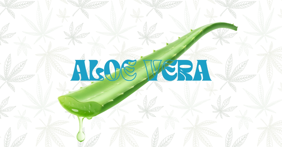 Aloe Vera for Transplanting