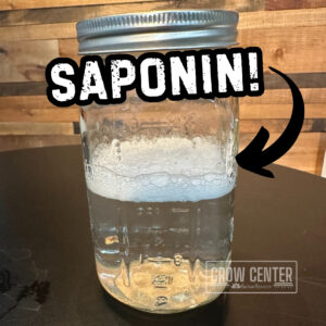 A mason jar of mixed up aloe flakes and water showing a soapy liquid. Contains the word, "saponin!"
