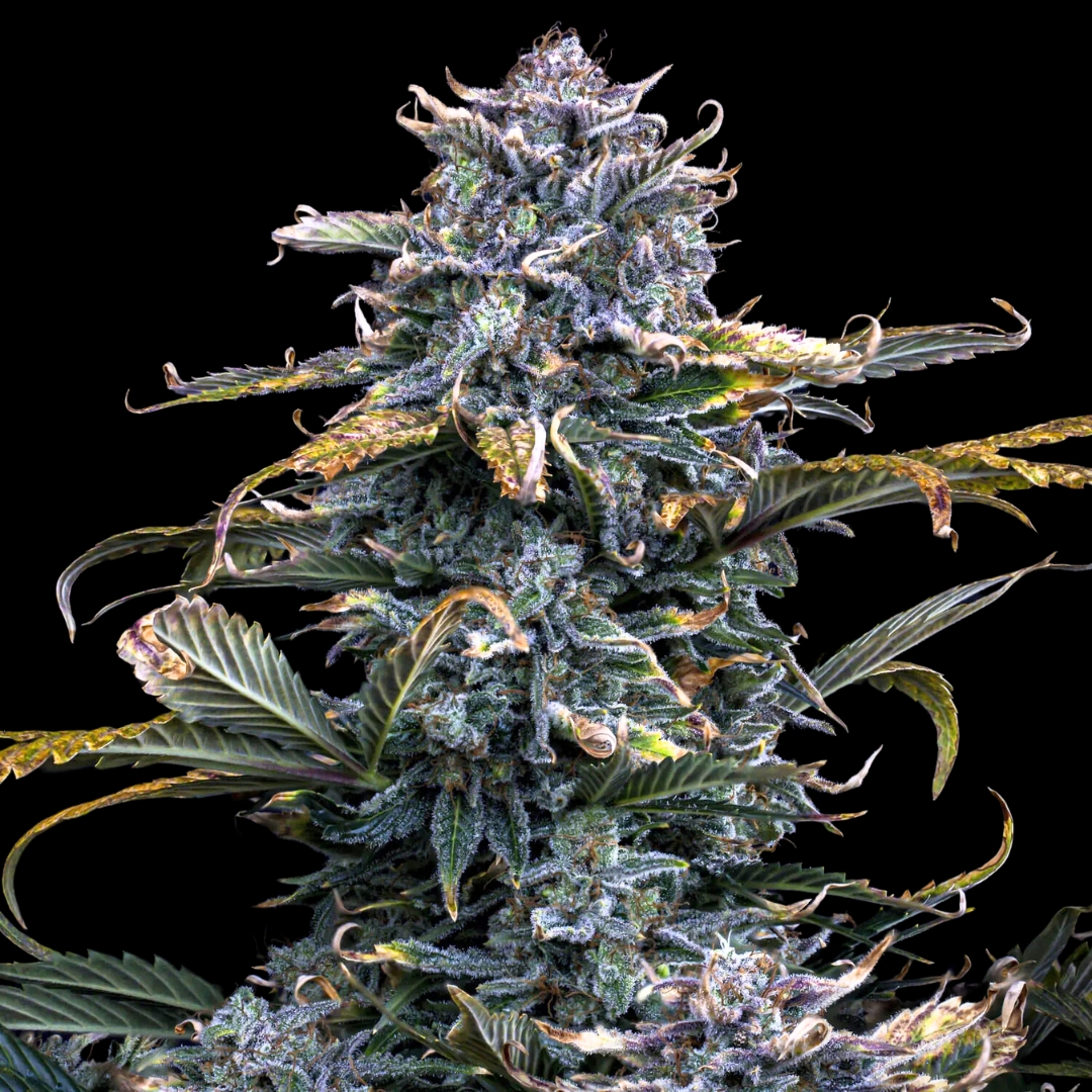 A nug of a fully-grown 4 Assed Monkey flower by Mephisto Genetics, on a black background.