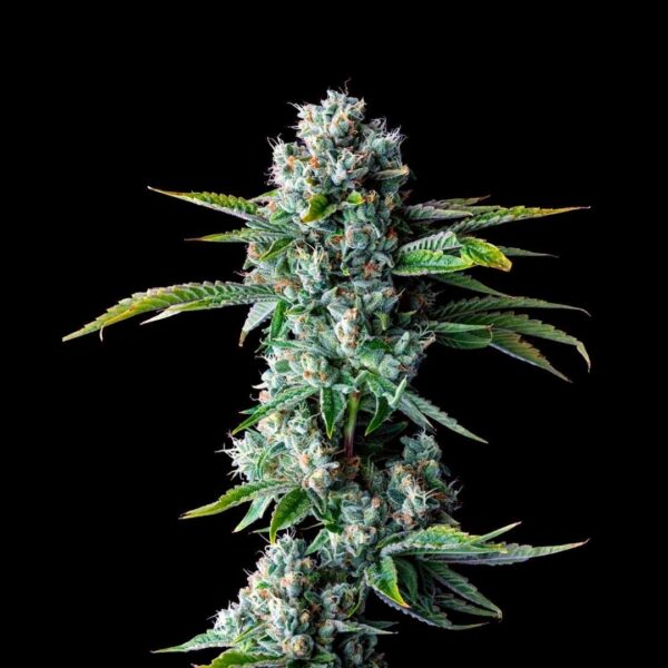 A nug of a fully-grown Skywalker Kush flower by DNA Genetics, on a black background.