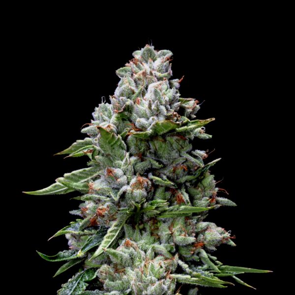 A nug of a fully-grown Kosher Kush flower by DNA Genetics, on a black background.