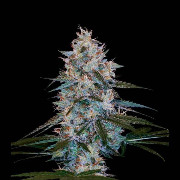 A nug of a fully-grown Chocolope Kush flower by DNA Genetics, on a black background.