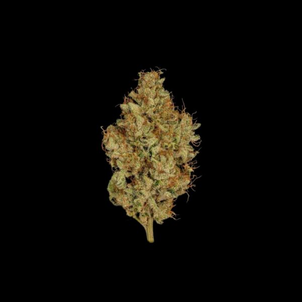 A nug of a fully-grown Glue Sniffer F2 flower by Twenty20 Mendocino, on a black background.