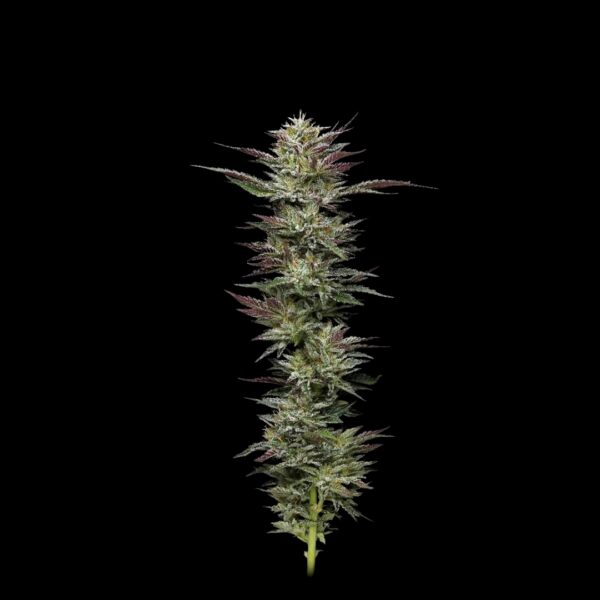 A nug of a fully-grown Nutter Budder flower by Humboldt Seed Company, on a black background.