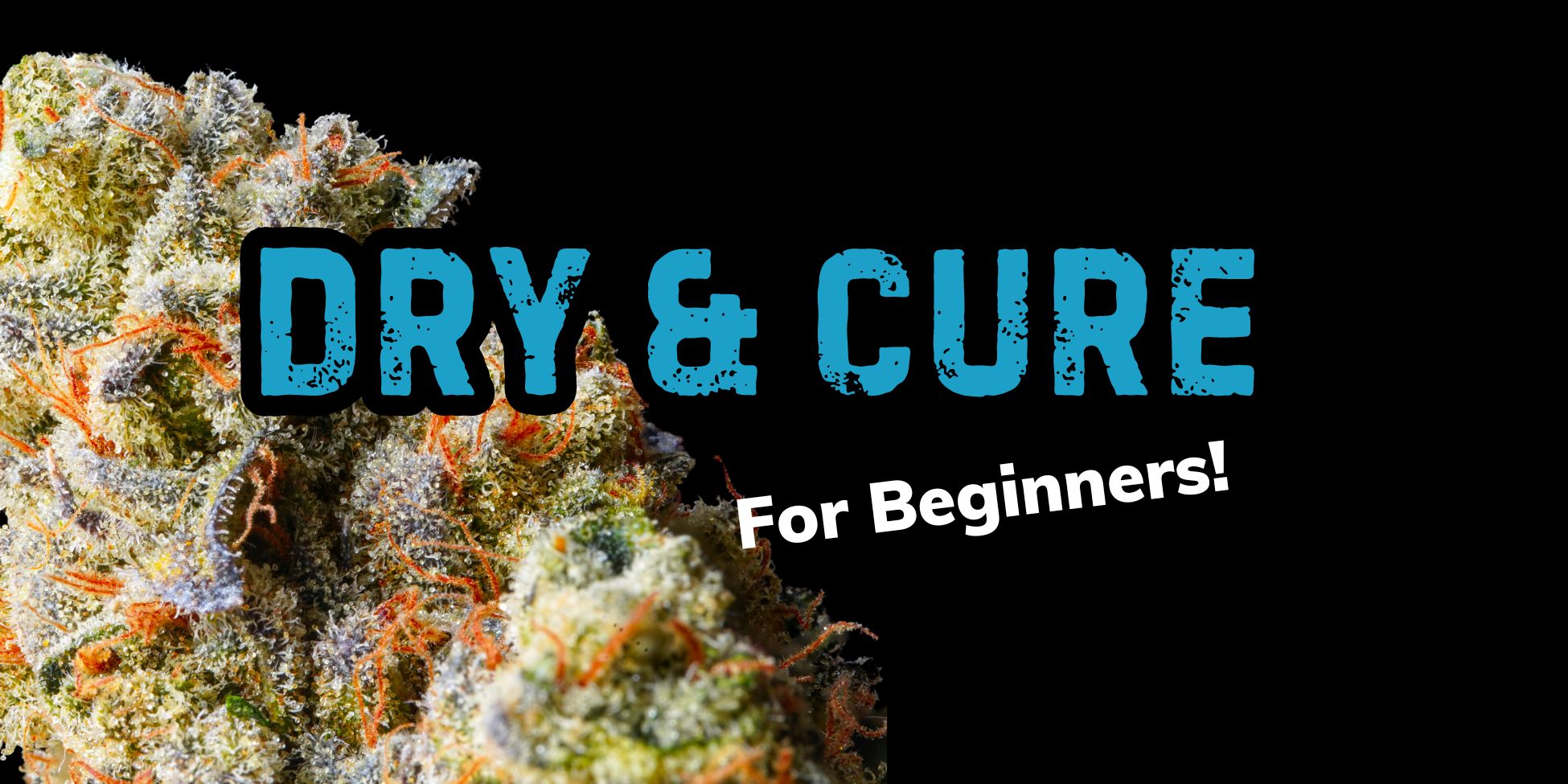 Dry & Cure Guide